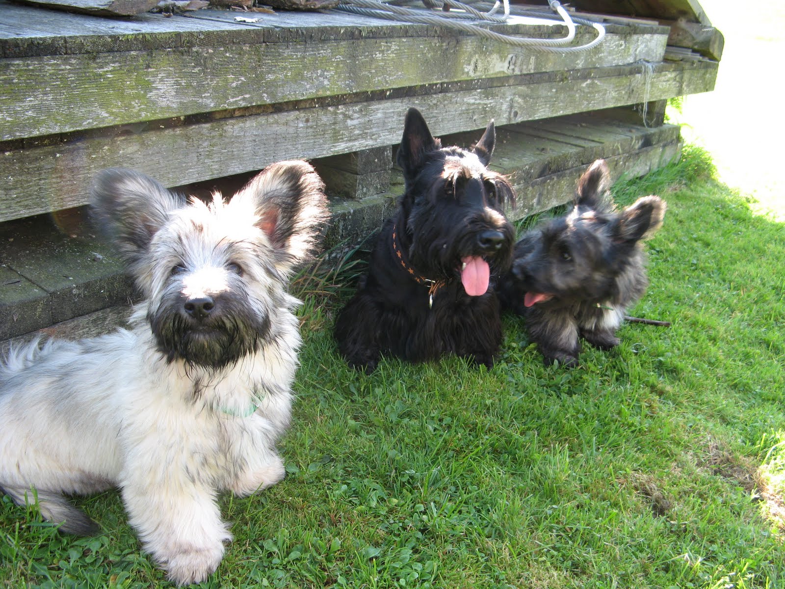 Skye Terrier dogs photo and wallpaper. Beautiful Skye Terrier dogs