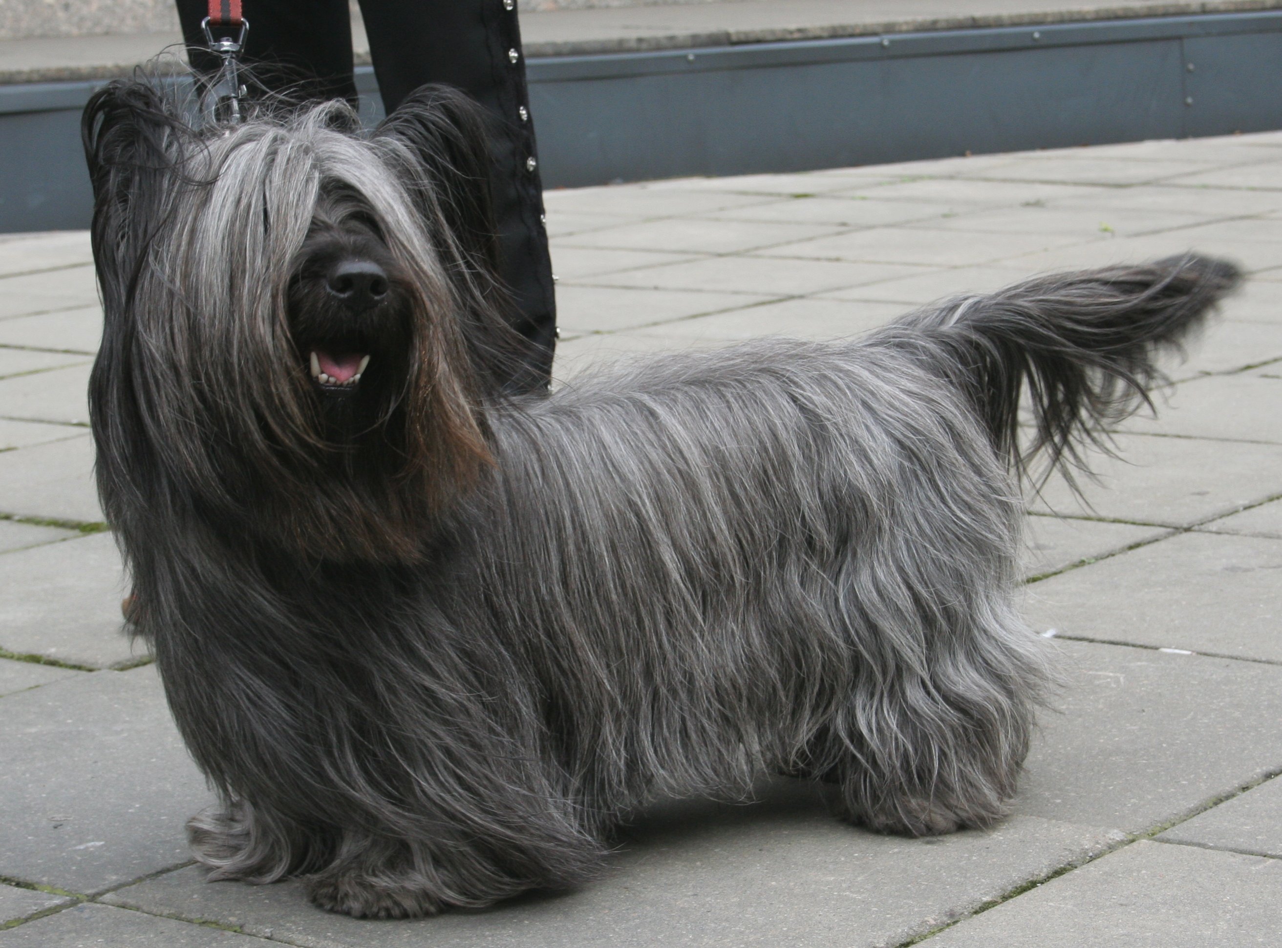 Skye Terrier wallpaper