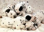 Sleeping Dalmatian puppies