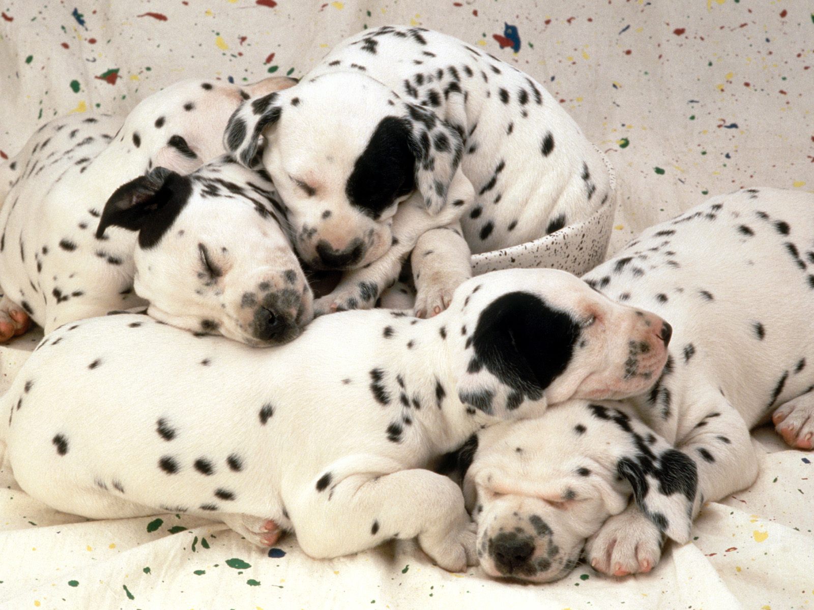 Dalmatian Puppies Wallpaper