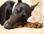 Sleeping Doberman Pinscher dog