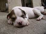 Sleeping Dogo Guatemalteco puppy