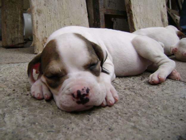 Sleeping Dogo Guatemalteco puppy wallpaper