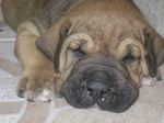 Sleeping Fila Brasileiro puppy