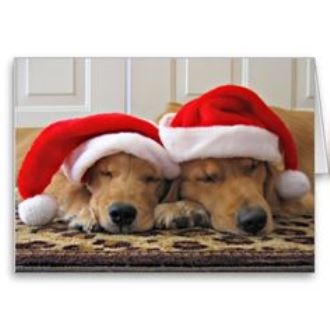 Sleeping Golden Retiever dogs фото