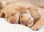 Sleeping Golden Retriever puppies