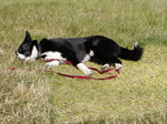 Sleeping Karelian Bear Dog