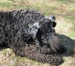 Sleeping Kerry Blue Terrier