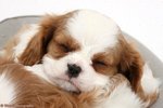 Sleeping King Charles Spaniel dog