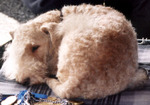 Sleeping Lakeland Terrier dog