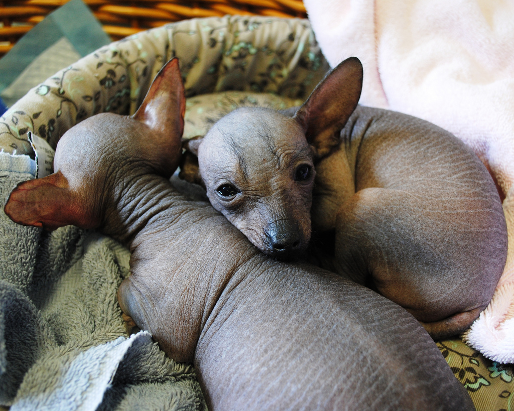 Sleeping Mexican Hairless Dog puppies  wallpaper