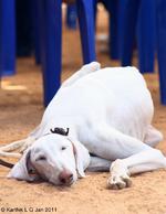  Sleeping Mudhol Hound dog