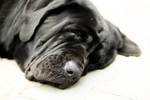 Sleeping Neapolitan Mastiff