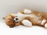 Sleeping Welsh Corgi Pembroke dog