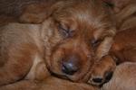 Sleepy Fauve de Bretagne puppy