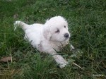 Slovak Cuvac puppy on the grass