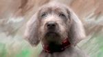 Slovakian Rough-haired Pointer dog face