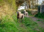 Slovakian Rough-haired Pointer dogs