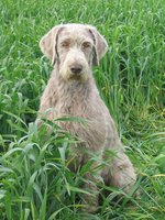 Slovakian Rough-haired Pointer in the grass