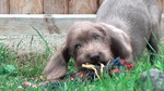 Slovakian Rough-haired Pointer puppy