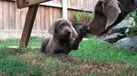 Slovakian Rough-haired Pointer with her baby