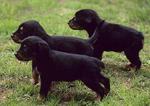 Smalandsstovare puppies