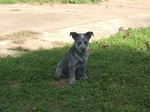 Small Australian Stumpy Tail Cattle Dog