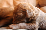 Small Chesapeake Bay Retriever puppy