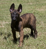 Small Dutch Shepherd Dog