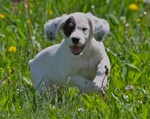 Small English Setter dog