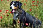 Small Entlebucher Mountain Dog