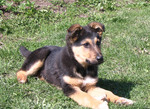 Small German Shepherd dog on the grass