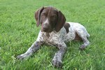 Small German Shorthaired Pointer 