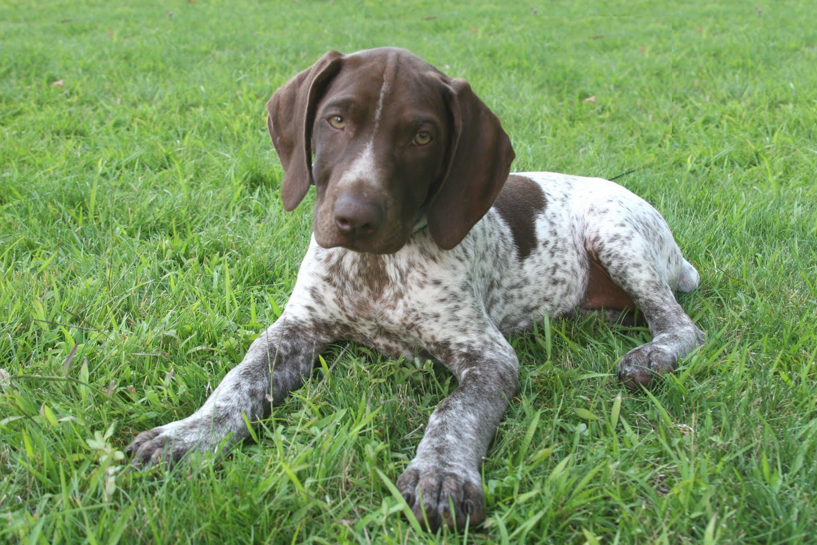 Small German Shorthaired Pointer photo and wallpaper. Beautiful Small ...