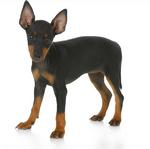 Small Toy Manchester Terrier dog on