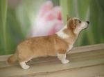 Small Welsh Corgi Pembroke dog