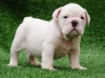 Small White English Bulldog puppy