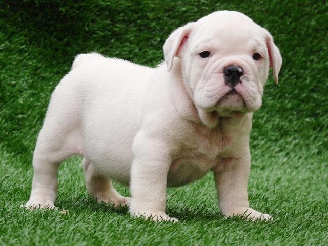 Image result for white english bulldog photos