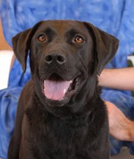 Smiling labrador retriver