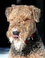 Snowy Airedale Terrier