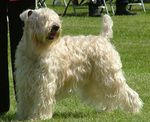 Soft-Coated Wheaten Terrier and his owner