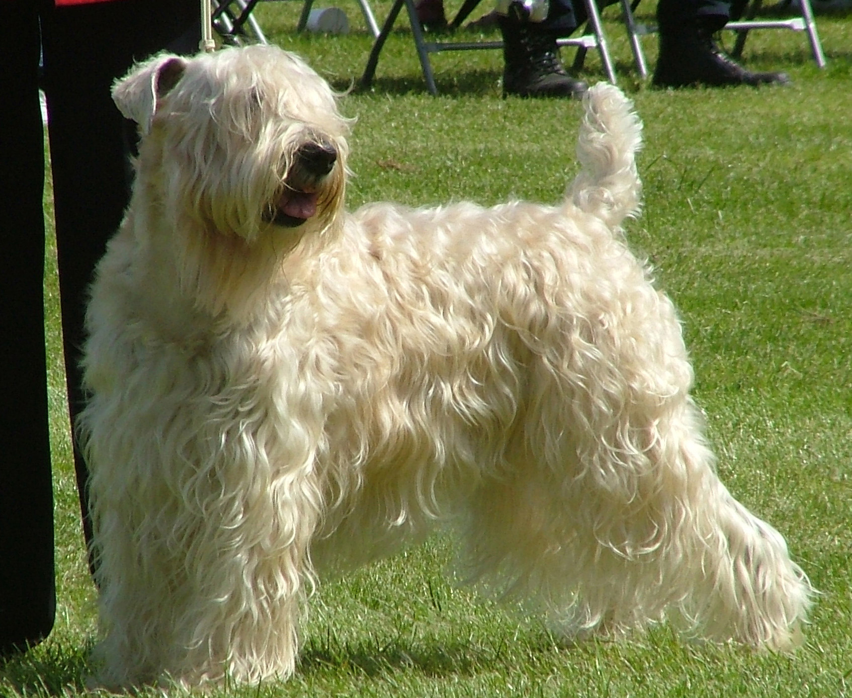 Soft Coated Wheaten Terrier And His Owner Photo And Wallpaper