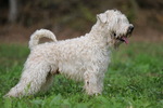 Soft-Coated Wheaten Terrier on the grass