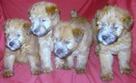 Soft-Coated Wheaten Terrier puppies