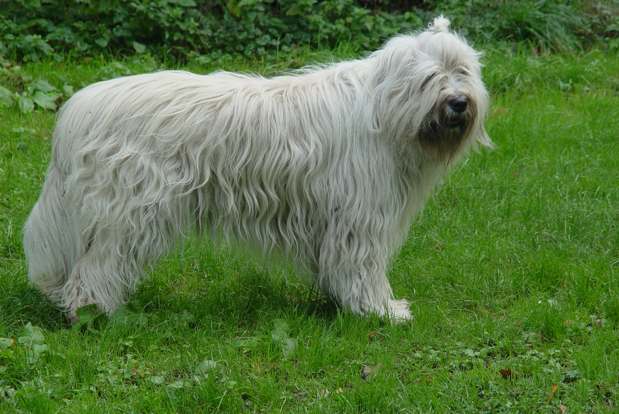 South Russian Ovcharka dog on the grass wallpaper