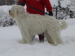 South Russian Ovcharka in the snow