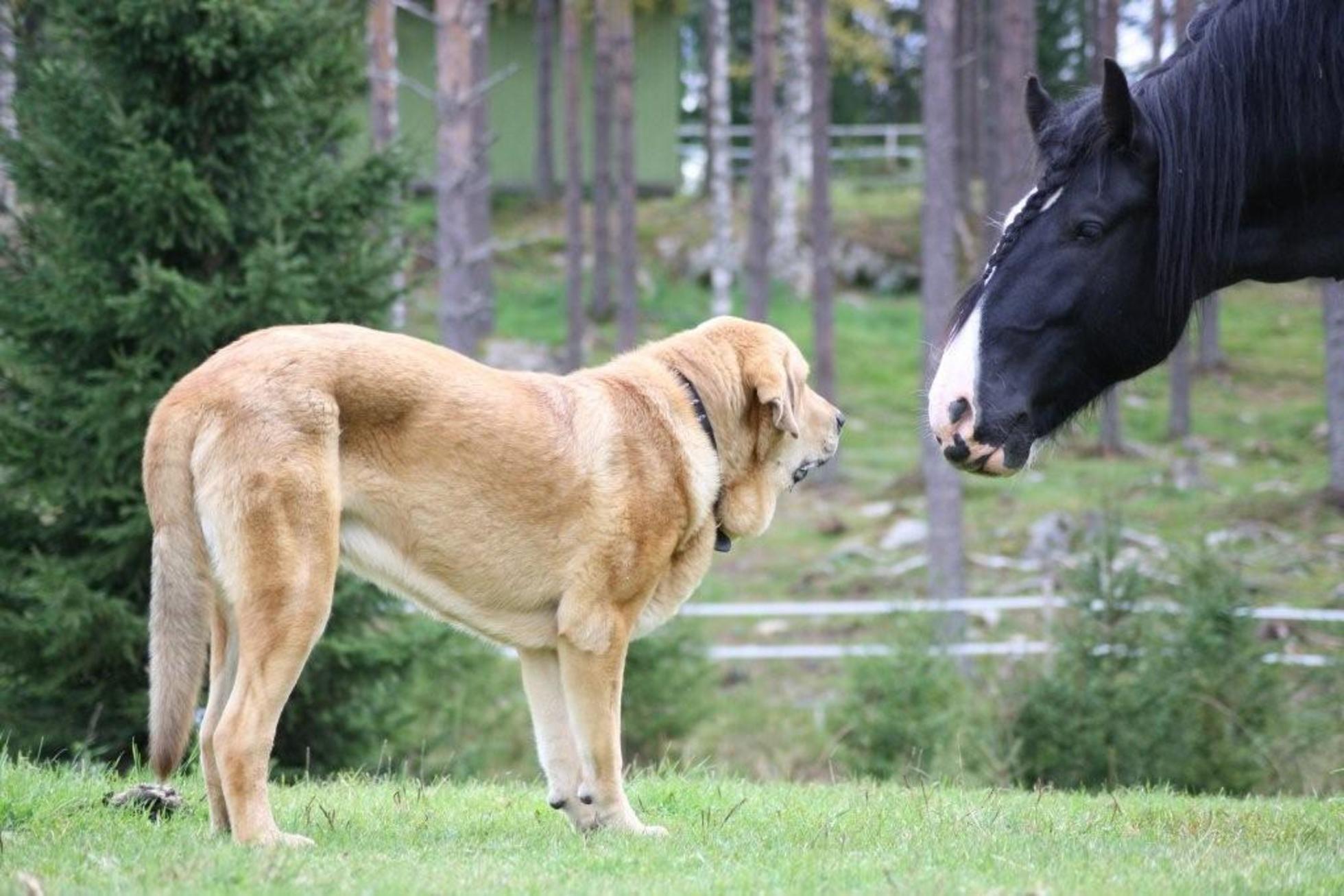 Spanish Mastiff dog and the horse wallpaper
