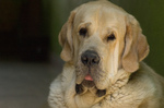 Spanish Mastiff dog face