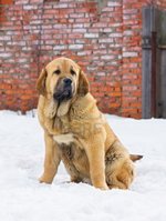 Spanish Mastiff dog near the house