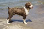 Испанская водяная собака на фоне моря